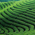 茶葉生產與加工專業
