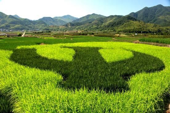 2019年種子生產(chǎn)與經(jīng)營(yíng)專業(yè)就業(yè)方向與就業(yè)前景